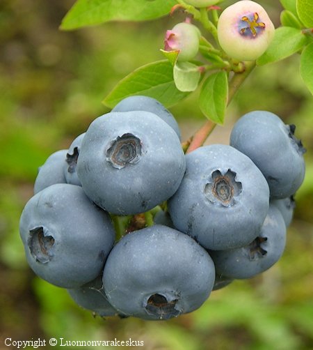 Vaccinium Angustifolium-Ryhm   'North Blue'